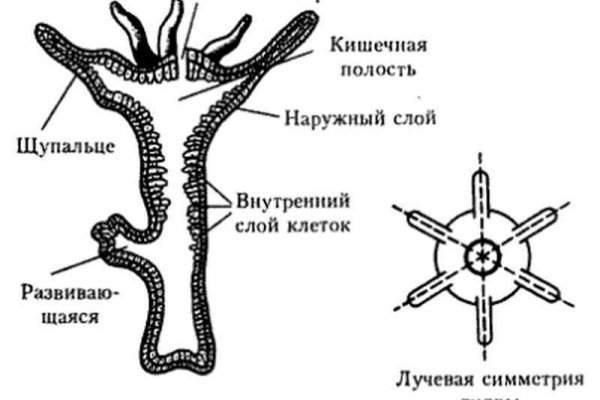 Ссылка на кракен реальная