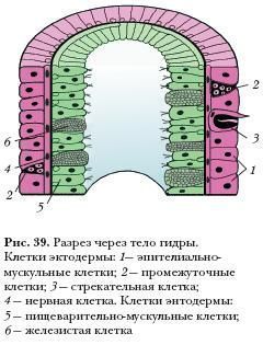 Кракен современный даркнет маркетплейс